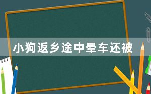 小狗返乡途中晕车还被猫打了一巴掌 背后真相实在让人惊愕