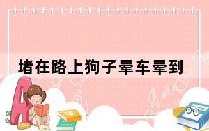 堵在路上狗子晕车晕到怀疑人生 背后真相令人震惊