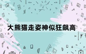 大熊猫走姿神似狂飙高启盛 背后真相令人震惊