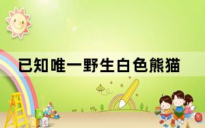 已知唯一野生白色熊猫确认为雄性 “卸了妆”的国宝竟是“男娃娃”!