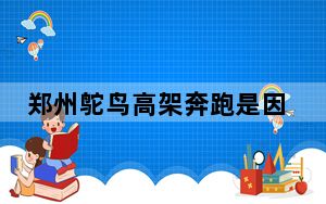 郑州鸵鸟高架奔跑是因“思妻心切” 原因竟是这样太意外了 内幕曝光简直太意外了