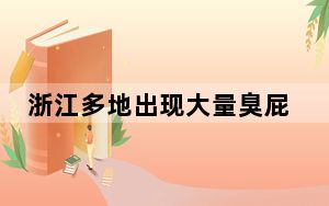 浙江多地出现大量臭屁虫 为什么这么多？ 背后真相令人震惊