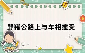 野猪公路上与车相撞受伤 内幕曝光简直太意外了