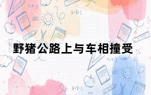 野猪公路上与车相撞受伤 这到底是怎么回事？