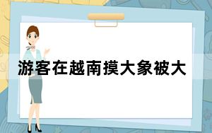 游客在越南摸大象被大象直接放倒 内幕曝光简直太意外了