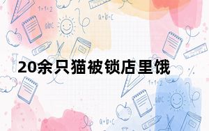 20余只猫被锁店里饿到自相残杀 背后真相让人感到惊讶