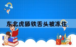 东北虎舔铁舌头被冻住 一脸委屈 背后真相让人感到惊讶
