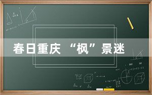 春日重庆 “枫”景迷人