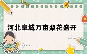 河北阜城万亩梨花盛开引客来