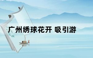 广州绣球花开 吸引游客游园赏花