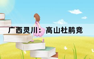 广西灵川：高山杜鹃竞相开 漫山红遍醉游人