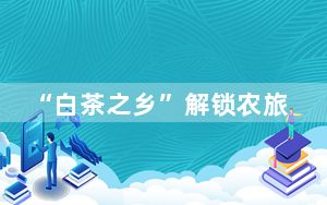 “白茶之乡”解锁农旅新业态 茶山蝶变引客来