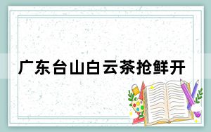 广东台山白云茶抢鲜开摘