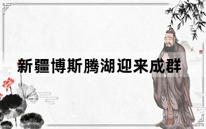 新疆博斯腾湖迎来成群黑翅长脚鹬