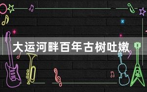 大运河畔百年古树吐嫩芽  红叶香椿迎来采摘季