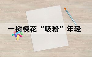 一树楝花“吸粉”年轻姑娘 古城历史街区出圈又出片