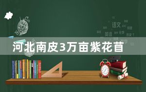 河北南皮3万亩紫花苜蓿首茬迎收获