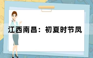 江西南昌：初夏时节凤凰沟绣球花盛开 缤纷多彩美如画