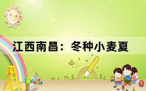 江西南昌：冬种小麦夏种稻 “稻麦轮作”促增收