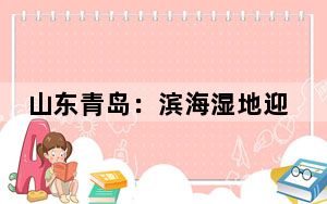 山东青岛：滨海湿地迎迁徙候鸟