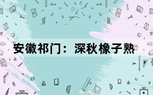 安徽祁门：深秋橡子熟，松鸦采集忙