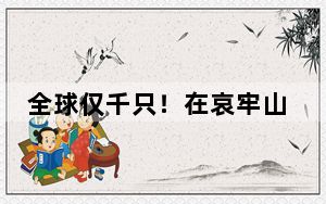 全球仅千只！在哀牢山邂逅“世界上最神秘的鸟”