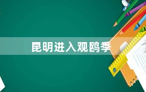 昆明进入观鸥季