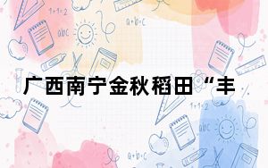 广西南宁金秋稻田“丰”景如画