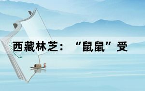 西藏林芝：“鼠鼠”受伤 “蜀黍”来援
