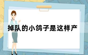 掉队的小鸽子是这样产生的 背后真相令人震惊