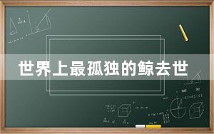世界上最孤独的鲸去世 背后真相令人震惊