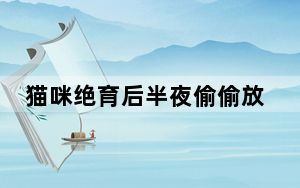 猫咪绝育后半夜偷偷放屁踢主人脸 背后真相令人震惊