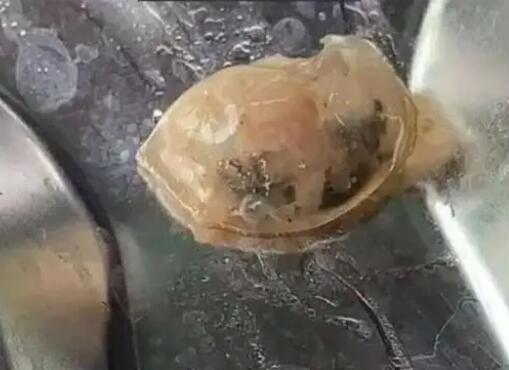 广州通报高校食堂饭菜异物检测情况  内幕曝光简直太意外了