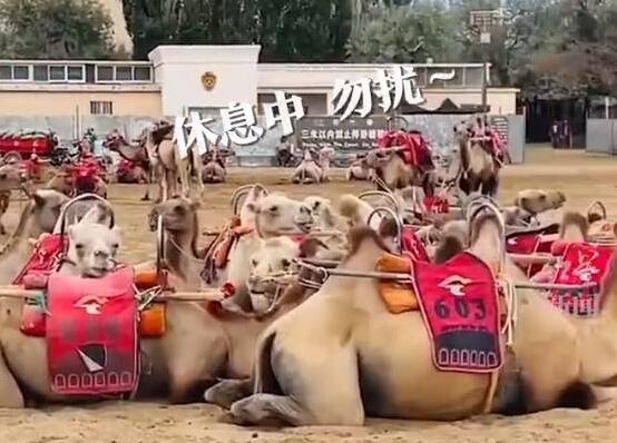 敦煌一景区千余骆驼罢工?景区回应  背后真相实在令人感到惊愕