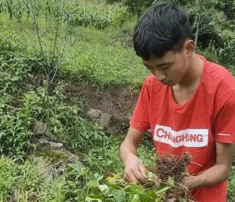 凉山小伙考上北大 录取前还在干农活  背后真相实在令人感到惊愕