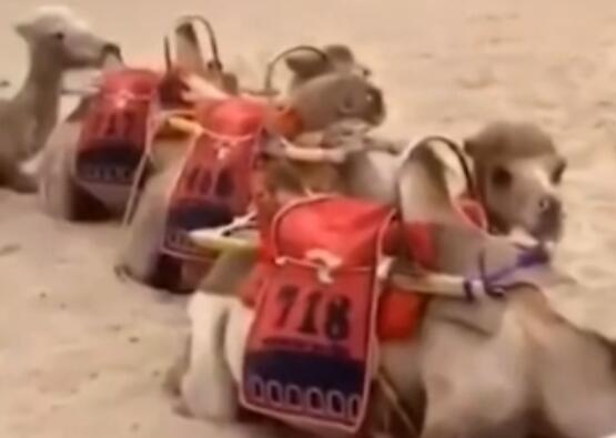 文旅局回应敦煌骆驼体力不支  背后真相实在令人感到惊愕