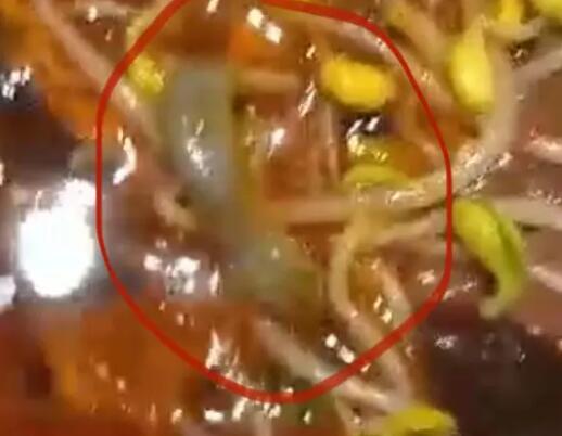 男子称在饭店毛血旺里吃出壁虎  背后真相实在令人感到惊愕