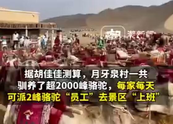 业内:农户拉两年骆驼能赚1套房  背后真相让人惊讶万分