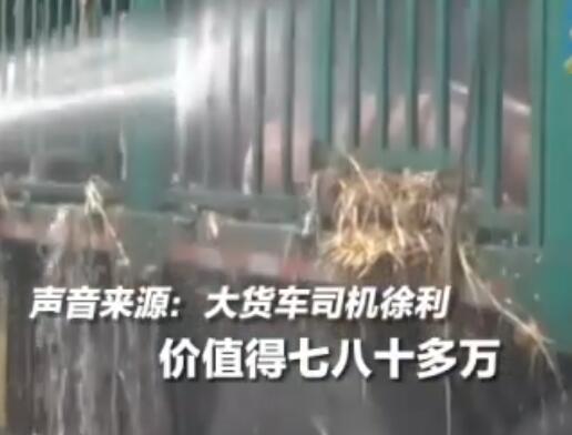 白猪中暑变粉猪119及时解救  背后真相令人感到震惊