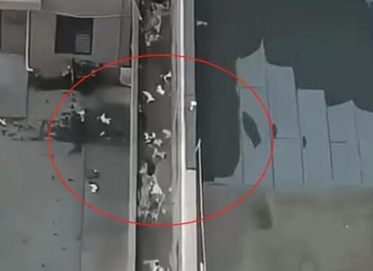 天津一小区15只猫坠亡 警方回应  背后真相实在令人感到惊愕