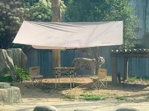 重金悬赏与虎同住的动物园被罚  背后真相实在令人感到惊愕