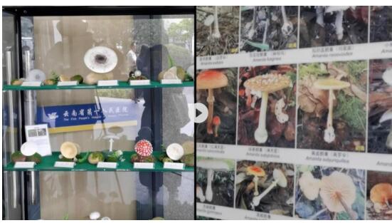 云南一医院设置野生毒菌展示柜 目前这家医院已成为热门打卡地！