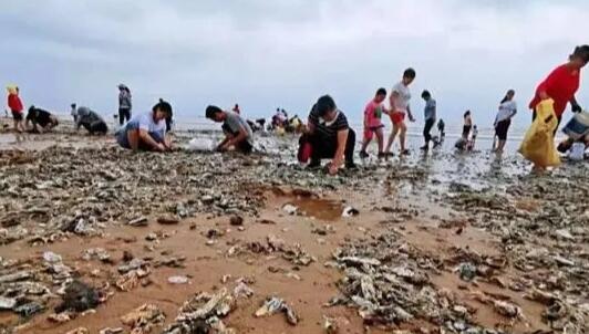 台风送来“生蚝滩” 市民成桶往家扛  这到底是怎么回事？