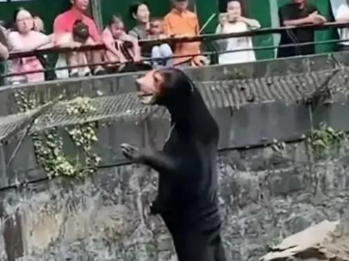 黑熊是人扮的?杭州动物园回应  背后真相实在令人感到惊愕