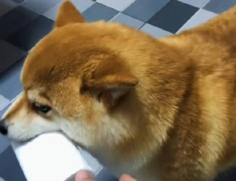 狗狗帮主人拿纸3入茅厕淡定转身 背后真相实在令人感到惊愕