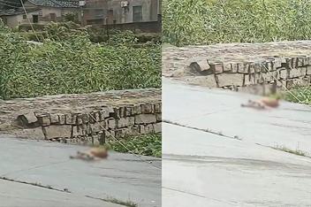 小狗触电身亡男子守2小时提醒路人  背后真相实在令人感到惊愕