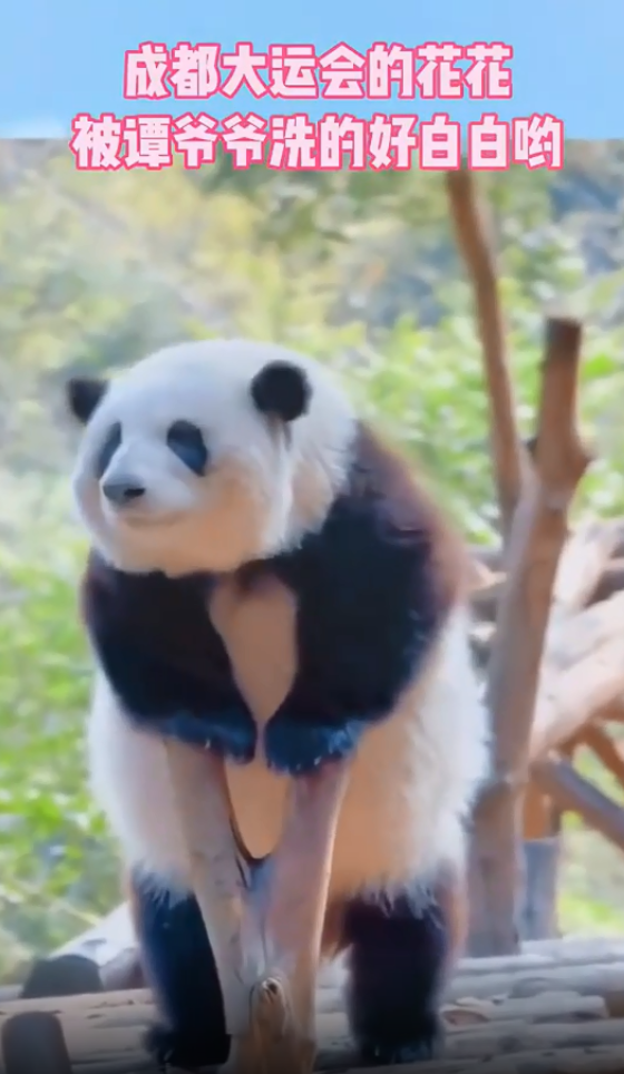 花花洗澡全国人民都知道了 网友：只要看见她内心就已经得到治愈