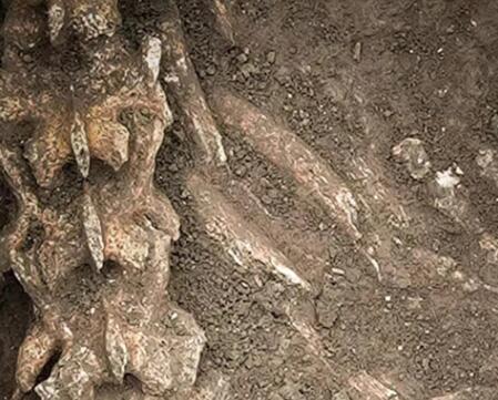 汉文帝霸陵殉葬坑发现大熊猫骨骼  背后真相实在令人感到惊愕