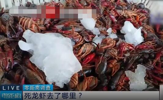 成吨死龙虾疑似被做成虾尾出售  背后真相实在令人感到惊愕