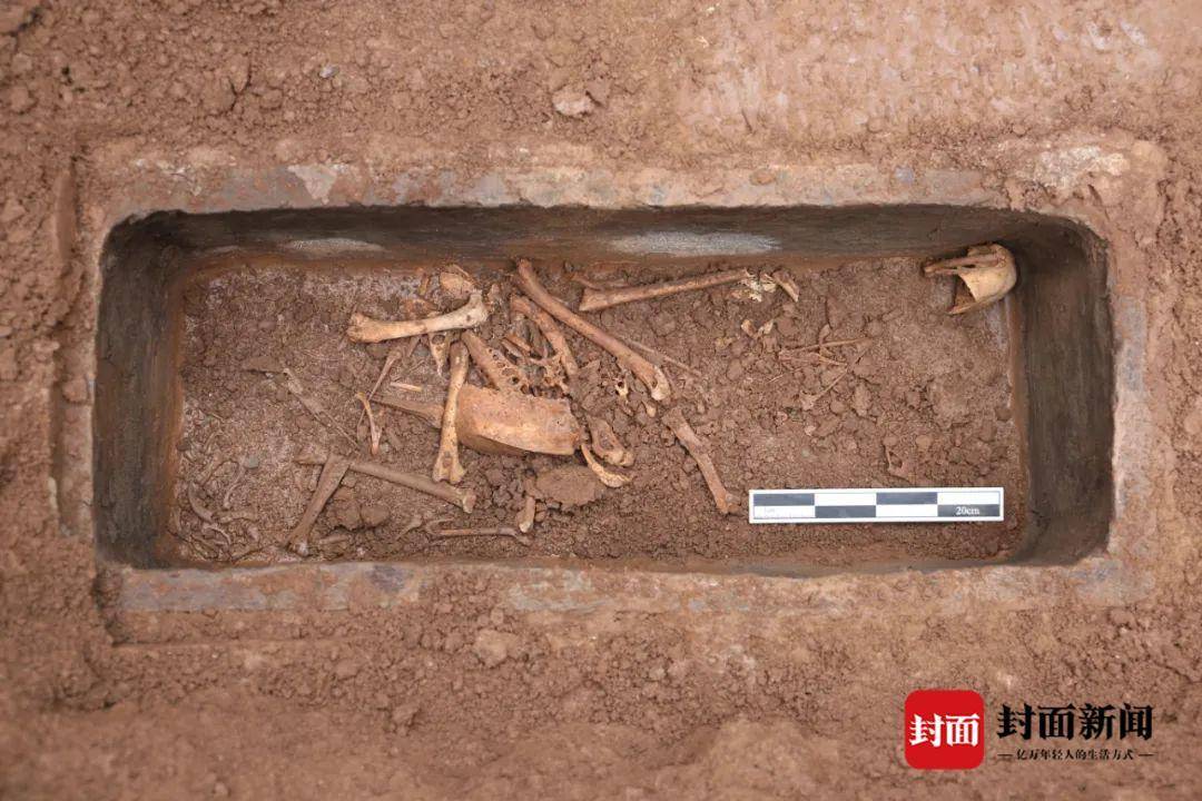 汉文帝霸陵殉葬坑发现神奇动物貘